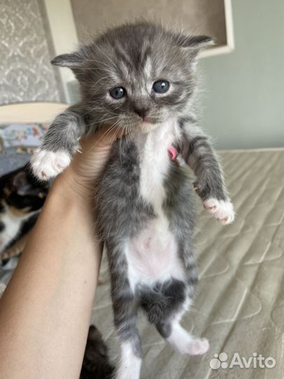 Кошки в добрые руки бесплатно