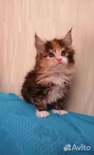 Мейнкуны полосатые тигрятки