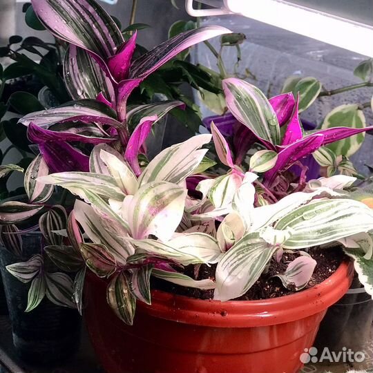 Традесканция трио