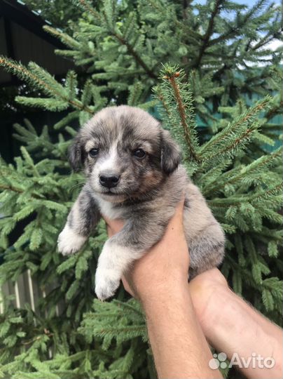 Очаровательные девочки ищут заботливых хозяев