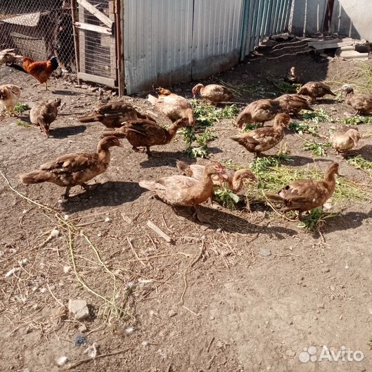 Мускусные утки(индоутки)