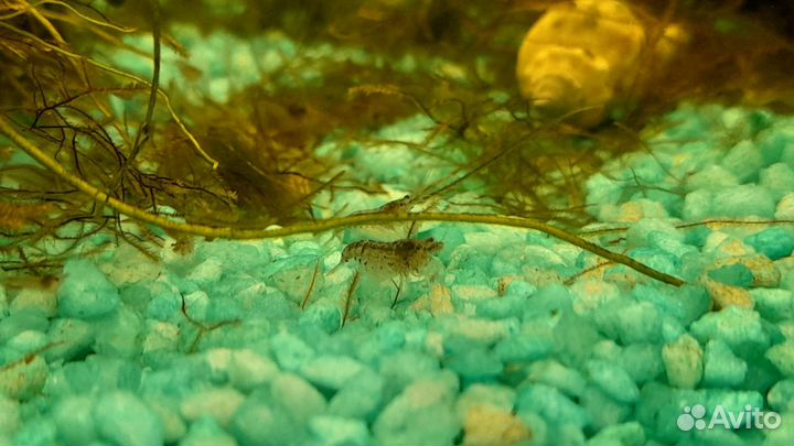 Рыбки аквариумные