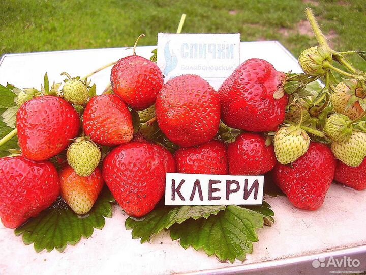 Клубника и описание фото отзывы садоводов