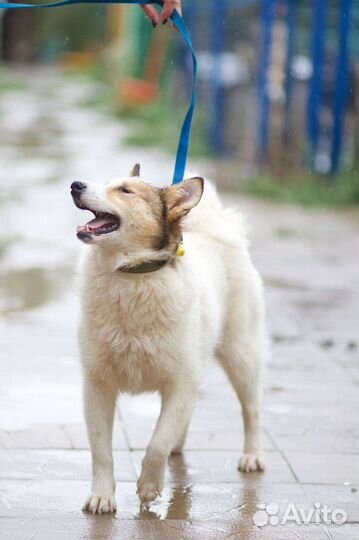 Собаки бесплатно в добрые руки
