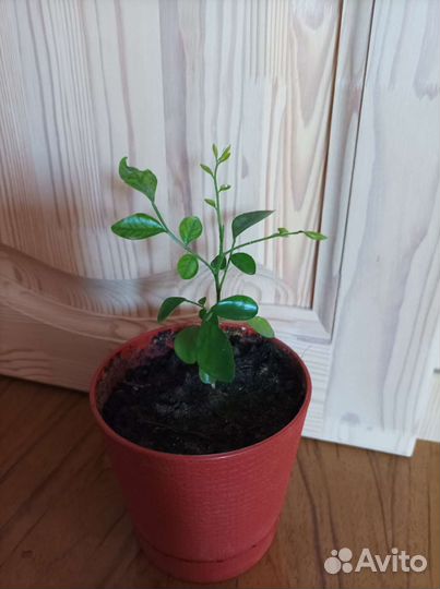 Комнатные цветы