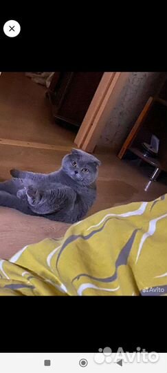 Британская кошка