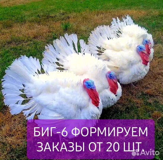 Инкубационное яйцо