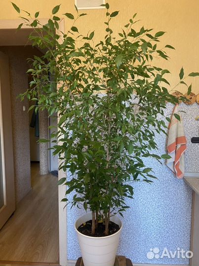 Продаю Фикусы Бенджамина