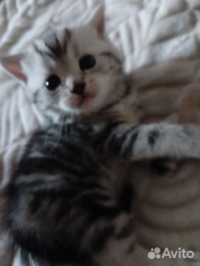 Британские котята