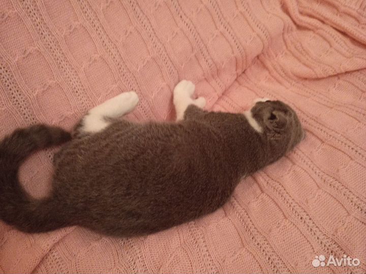 Британская вислоухая кошка