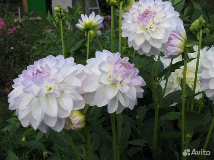 Георгина эвелин