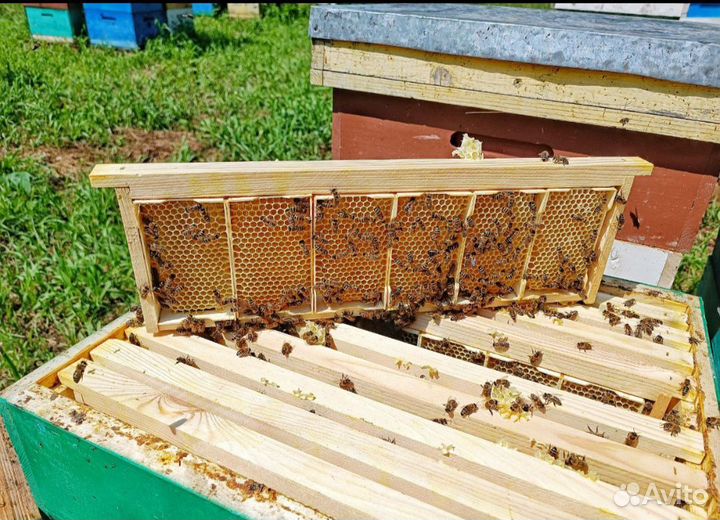 Мёд маленькие соты