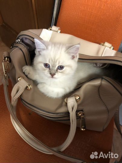 Британские котята