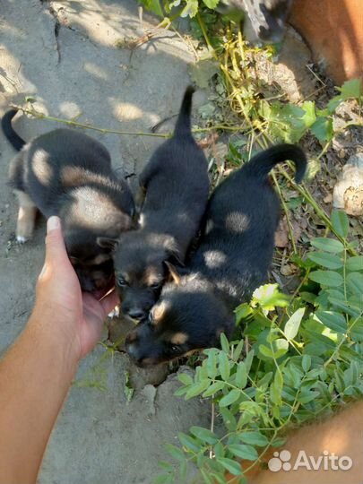 Отдам бесплатно щенки