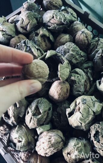 Орех грецкий