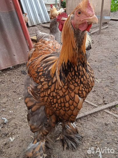 Петух лакенфельдр породистый