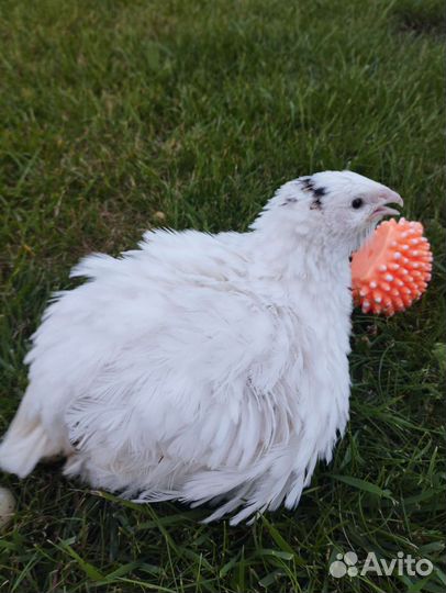 Яйца мясо перепелов