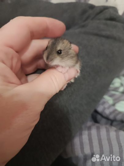 Джунгарский хомяк