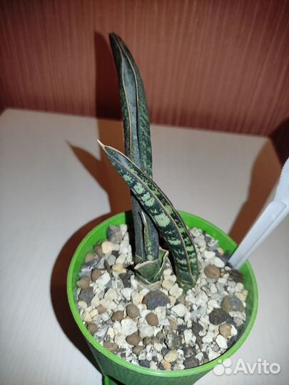 Сансевиерия сортовая