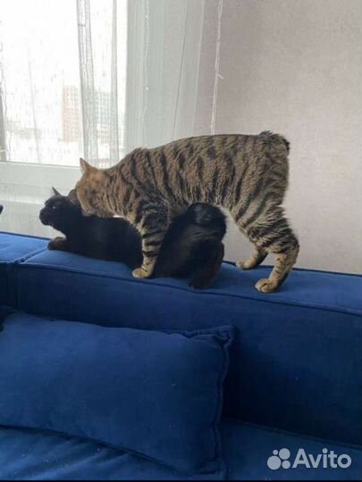 Котята Японский бобтейл, микрорысь