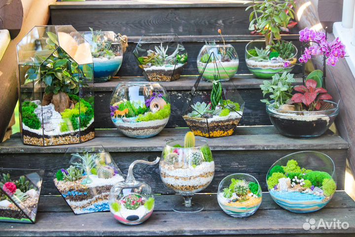 Флорариумы, моссариумы, суккуленты