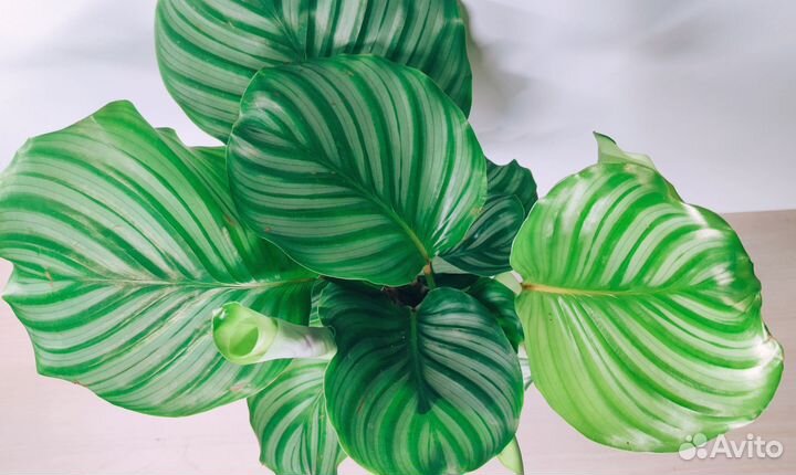 Калатея Орбифолия