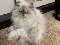 Персидская кошка на вязку