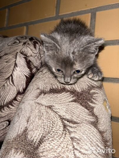 Кошечка в добрые руки