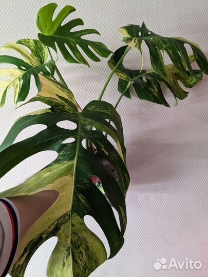 Монстера триколор