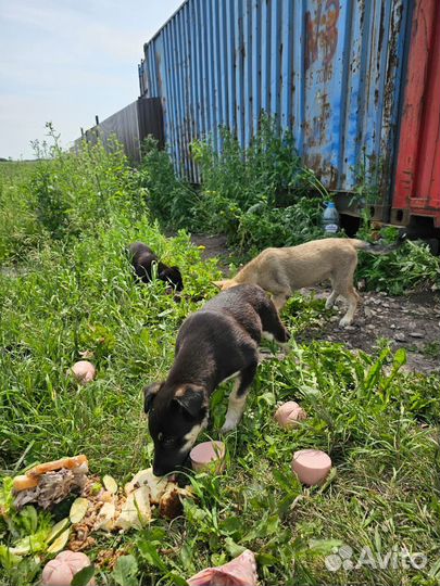 Собака и 3 щенка