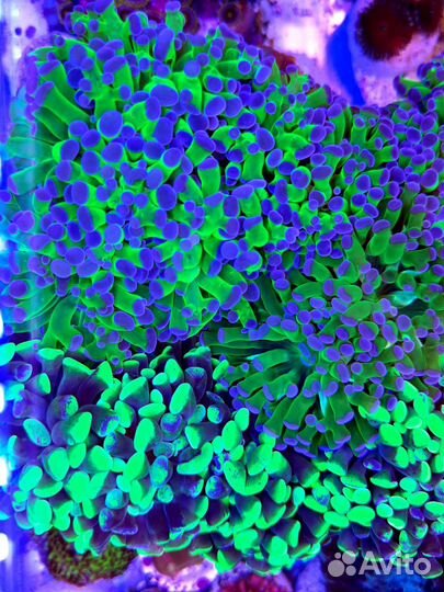 Кораллы, креветки, рыбы, улитки в морской аквариум