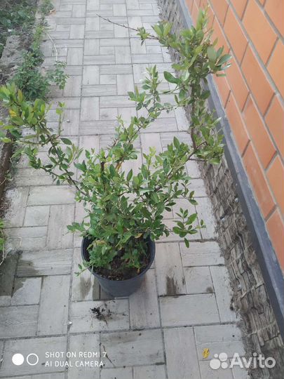 Пираканта красная