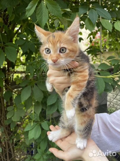 Домашние животные котята