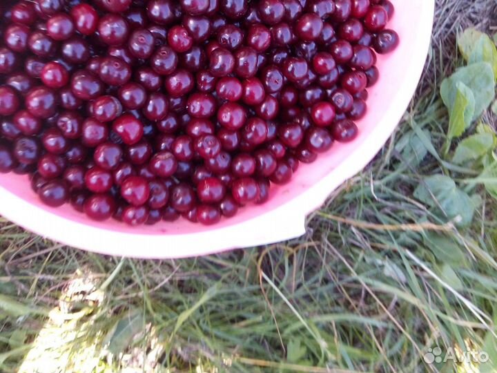 Вишня ягоды