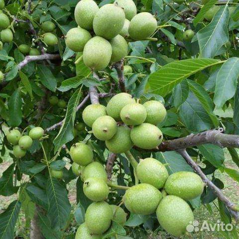 Орех Сорт Идеал привитый