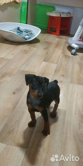 Щенки цвергпинчера