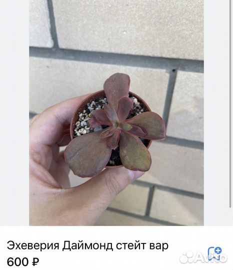 Суккуленты