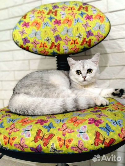 Серебристая шиншилла