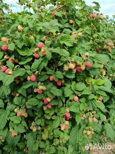 Саженцы Рассада Малины