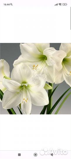 Гиппиаструм