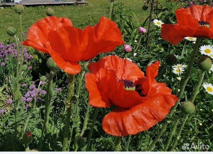 Рассада мака декоративного