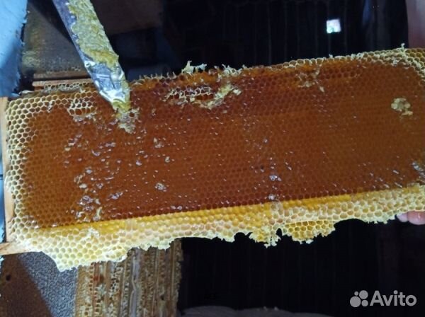 Мёд 24 года Алтайский опт