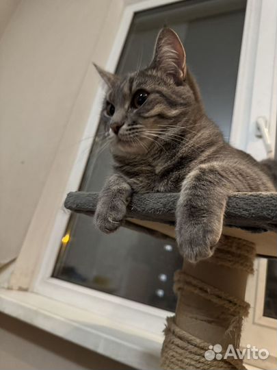 Кошки
