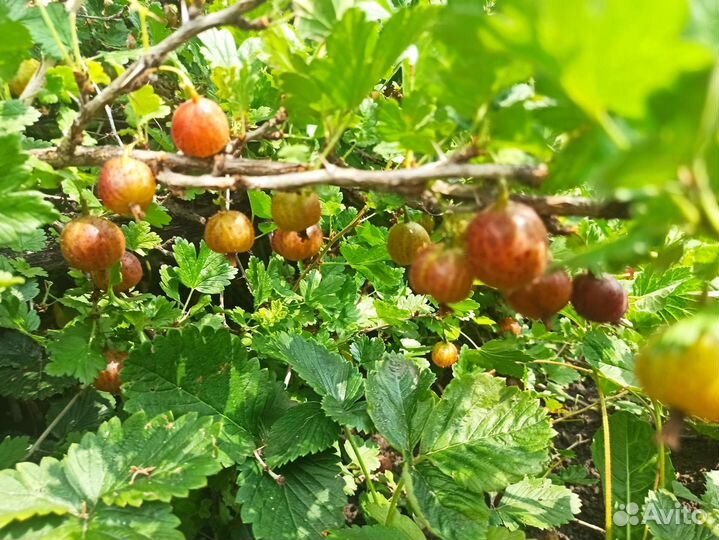 Саженцы крыжовника