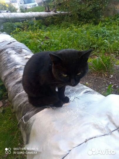 Котик в добрые руки