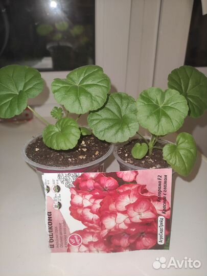 Герань пеларгония