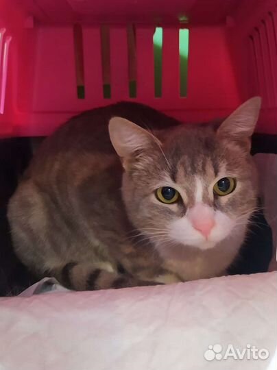 Молодая кошечка ищет дом