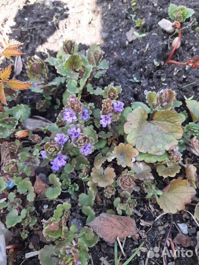 Цветы многолетники