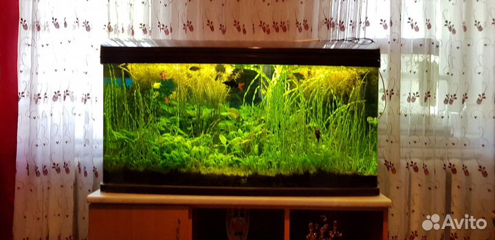 Аквариум 200 литров с тумбой
