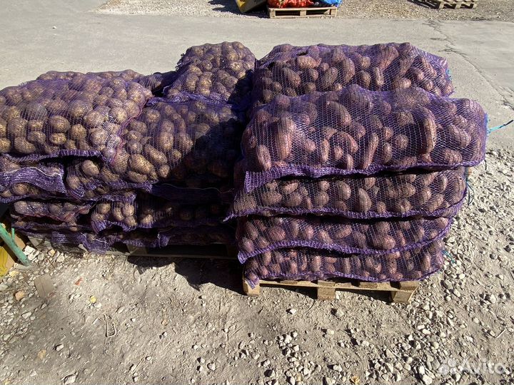 Картофель домашний